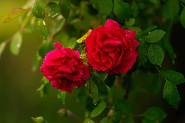 Róża Krzak Kwitnącymi Czerwonymi Różami Zachód Słońca Kwiat Róży Ogrodzie — Zdjęcie stockowe