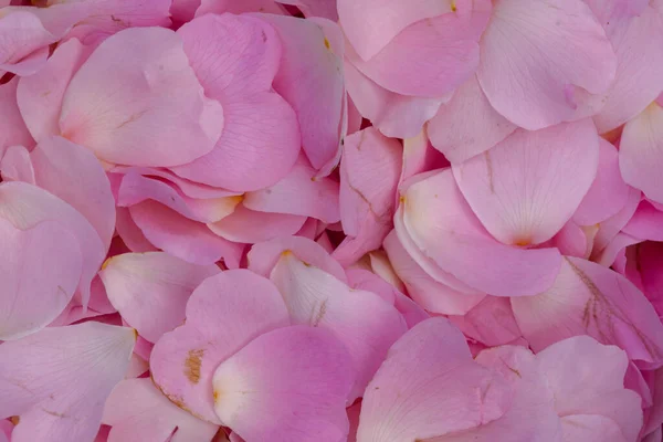 stock image rosehip petals, rosehip petals on a white background, rose petals, blooming dog rose, rosehip flowers background Ingredient for perfume Jam Wild Macro photo. Patern