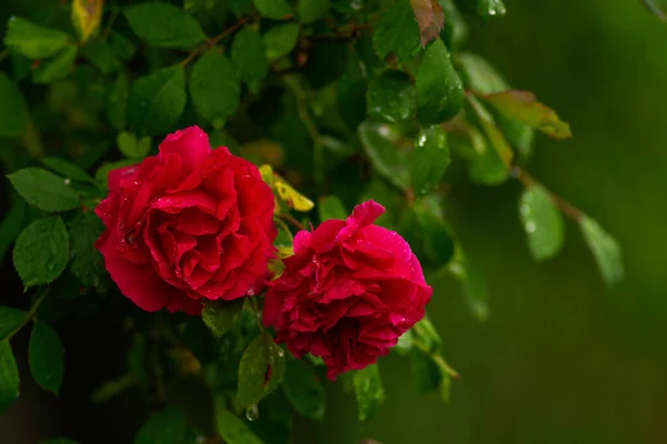 赤いバラの開花とバラの茂み日没のフロリダは庭でバラ 庭のコンセプトの美しい背景 閉鎖だ 黒い森のバラ コルシュウィル ポスター 招待状 ポスター — ストック写真