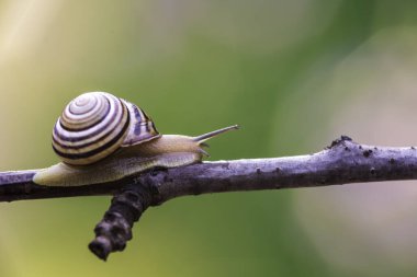 Bahçe salyangozu (Cornu aspersum) orman dalında sürünüyor.