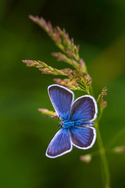 Mavi kelebek (