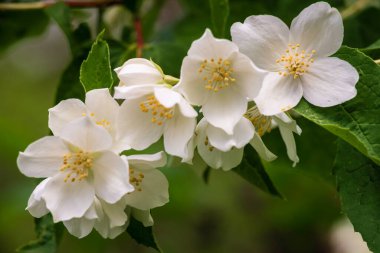 Yasemin çiçeği, seçici odak. Bir bahçedeki beyaz çiçekleri kapat. Güzel bir yaz akşamı çalılığı.