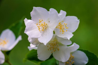 Yasemin çiçeği, seçici odak. Bir bahçedeki beyaz çiçekleri kapat. Güzel bir yaz akşamı çalılığı.