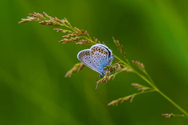 Közönséges Kék Pillangó Polyommatus Icarus Egy Pillangó Lycaenidae Családban Gyönyörű — Stock Fotó