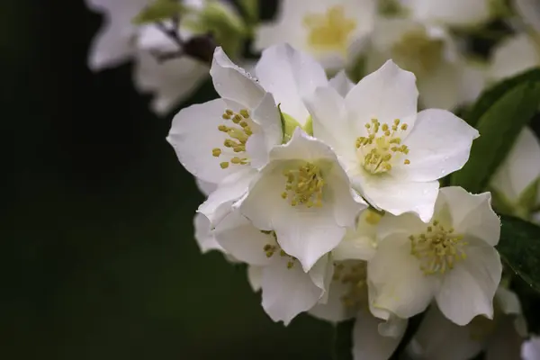 Flor Jazmín Enfoque Selectivo Cerca Flores Blancas Jardín Planta Hermoso —  Fotos de Stock