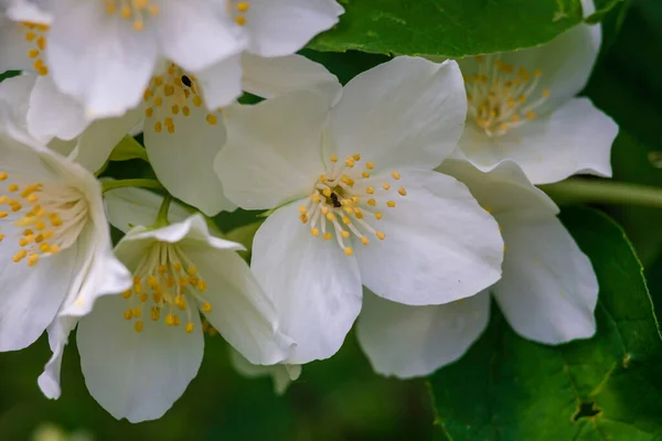 Yasemin Çiçeği Seçici Odak Bir Bahçedeki Beyaz Çiçekleri Kapat Güzel — Stok fotoğraf