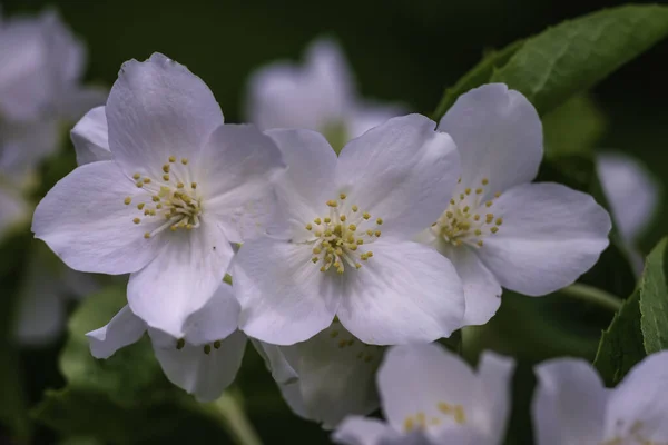 Ανθός Γιασεμί Επιλεκτική Εστίαση Close Λευκά Λουλούδια Ένα Φυτό Κήπο — Φωτογραφία Αρχείου