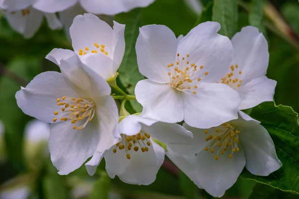 Jasmijnbloesem Selectieve Focus Close Witte Bloemen Een Tuin Plant Mooie — Stockfoto