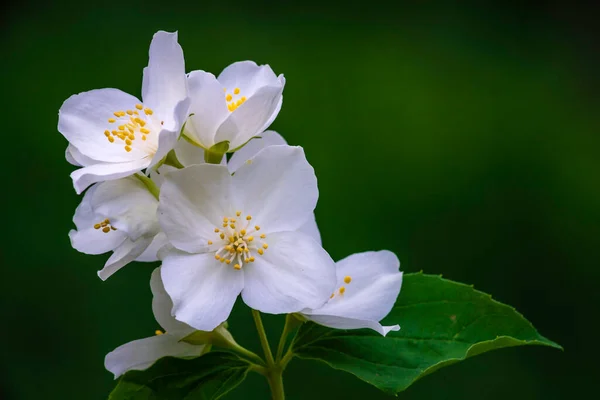 Flor Jazmín Enfoque Selectivo Cerca Flores Blancas Jardín Planta Hermoso —  Fotos de Stock