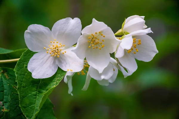 Yasemin Çiçeği Seçici Odak Bir Bahçedeki Beyaz Çiçekleri Kapat Güzel — Stok fotoğraf