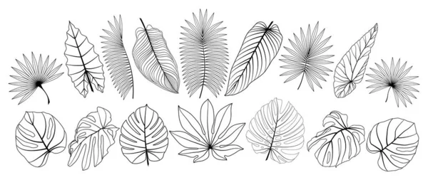Set Tropical Leaf Isolated Vector Illustration — Stock Vector