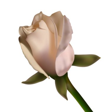 Beyaz arka planda izole edilmiş fotogerçekçi gül çiçeği. Vektör illüstrasyonu.