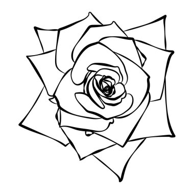 Gül çiçek beyaz arka plan üzerinde izole. Vektör çizim.