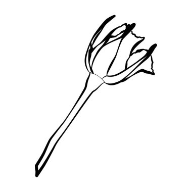 Gül çiçek beyaz arka plan üzerinde izole. Vektör çizim.