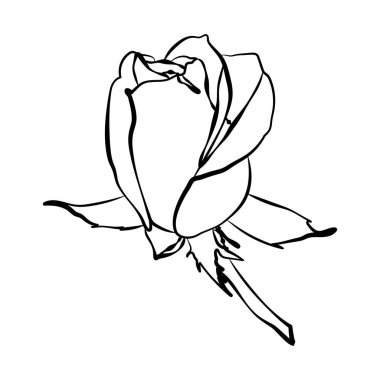 Gül çiçek beyaz arka plan üzerinde izole. Vektör çizim.