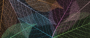 Renkli iskelet yapraklı botanik duvar kağıdı. Ev dekorasyonu, afişler ve baskılar için modern yaratıcı tasarım. Vektör illüstrasyonu.