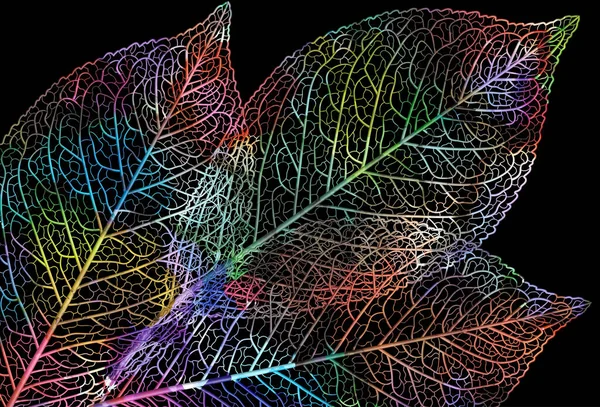 Botanical Wallpaper Colored Skeleton Leaves Modern Creative Design Home Decor — Vector de stock
