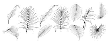 Tropikal yaprağı izole et. Vektör illüstrasyonu.