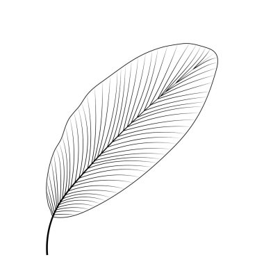 Beyaz arka planda yalıtılmış tropikal yaprak. Vektör illüstrasyonu.