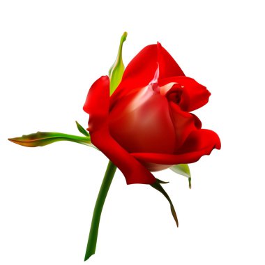 Beyaz arka planda izole edilmiş güzel bir gül çiçeği. Vektör illüstrasyonu.