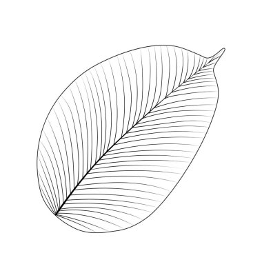 Beyaz arka planda yalıtılmış tropikal yaprak. Vektör illüstrasyonu.