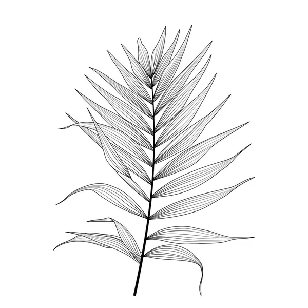 白い背景に孤立した熱帯の葉 ベクターイラスト — ストックベクタ