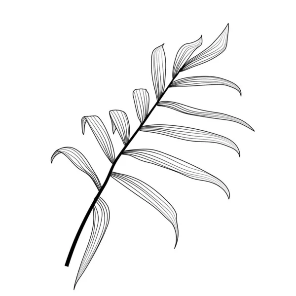 白い背景に孤立した熱帯の葉 ベクターイラスト — ストックベクタ