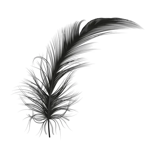Plume Isolée Sur Blanc Illustration Vectorielle — Image vectorielle