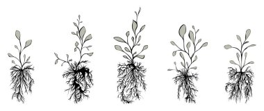 Kökleri beyaza ayrılmış bitkiler. Sanat mürekkebi. Vektör illüstrasyonu.