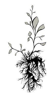 Kökleri beyaza ayrılmış bitkiler. Sanat mürekkebi. Vektör illüstrasyonu.