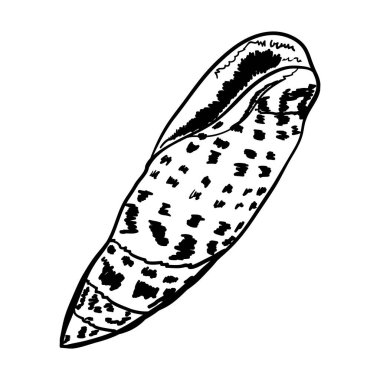 Beyaz deniz kabuğu. Modern yaratıcı çizgi sanat grafikleri. Vektör illüstrasyonu.