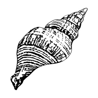 Beyaz deniz kabuğu. Modern yaratıcı çizgi sanat grafikleri. Vektör illüstrasyonu.