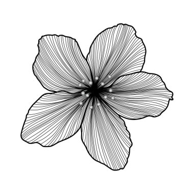 El çizimi çiçek bembeyaz.