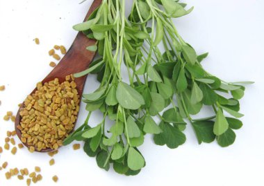 Beyaz arka planda çemen ağacı tohumu ve yaprakları 