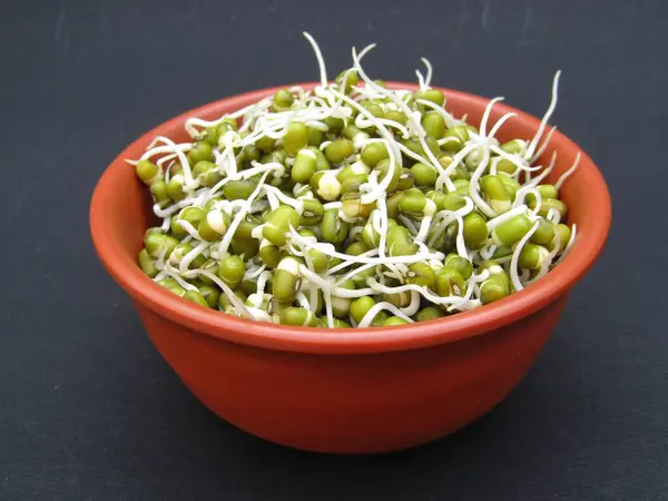 Siyah arka plan manzaralı bir kasede fasulye filizlendirilmiş. 