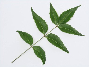 Neem yaprakları beyaz arkaplan üst görünümünde 