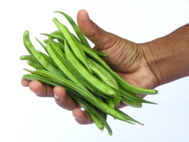 Holding some guar or cluster bean in a hand  clipart