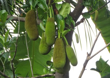 Hint çiftliğinde Jackfruit yetişiyor 