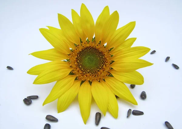 Piękny Żółty Słonecznik Białym Tle — Zdjęcie stockowe