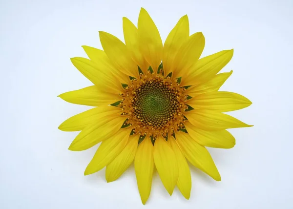 Beautiful yellow Sunflower On white background