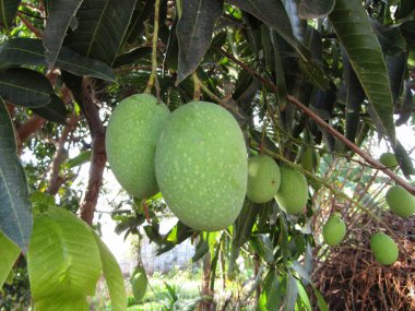 Ağaçta yetişen taze mango meyvesi.