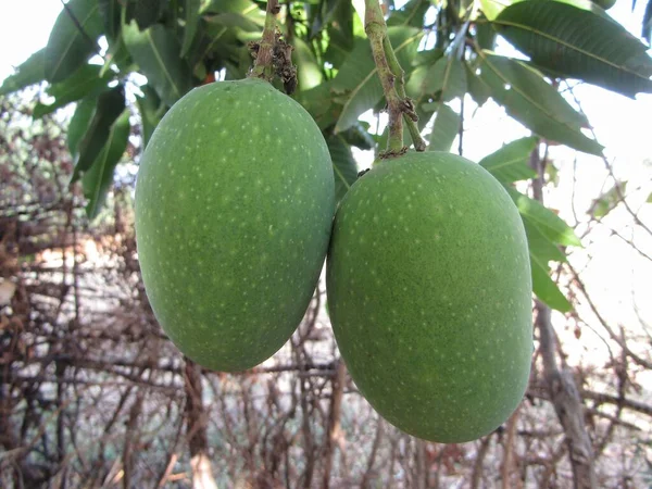 木の上で成長する緑の新鮮なマンゴーフルーツ — ストック写真