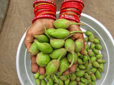 Elinde biraz Madhuca longifolia ya da mahua meyvesi tutarken 