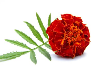 Beyaz arka plan yakın plan görünümünde kırmızı kadife çiçeği 