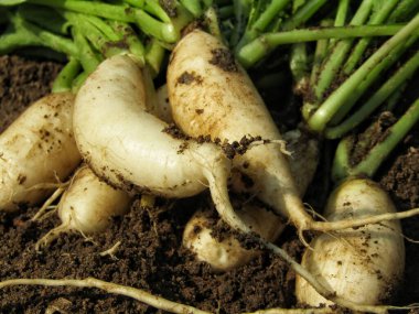 Toprağa yakın görüntüde Daikon ya da mooli 