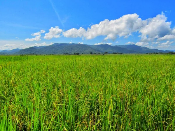 Güzel Kızılderili çeltik tarlası 