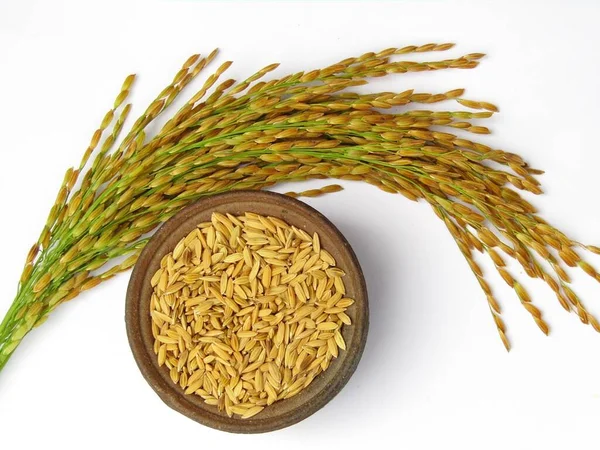 白地の鉢の中の米や水稲の種上面図 — ストック写真