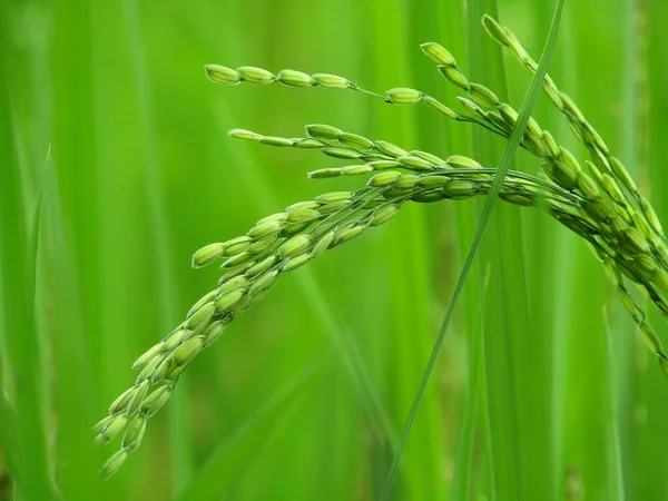 在农场种植水稻或稻谷 — 图库照片