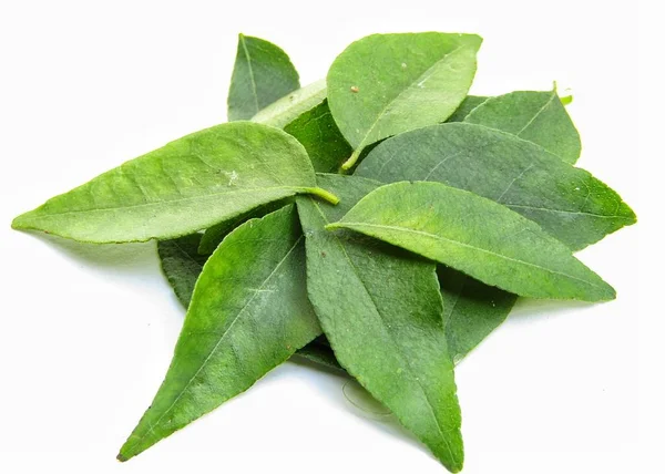 Fresh Curry Leaves White Background — Stock Photo, Image