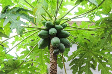 Ağaçta büyüyen taze yeşil Papaya.